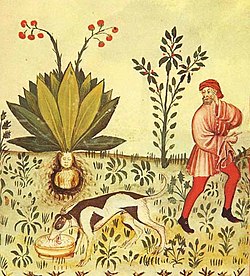 Mandrake plant, 14th century