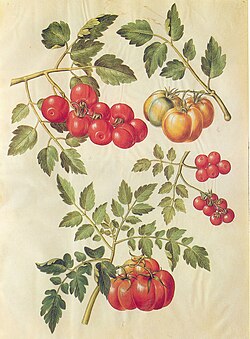 Tomatos on vellum, 17th century