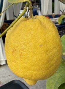 Sorrento lemon