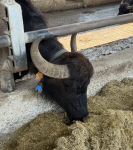 water buffalo
