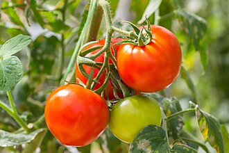 red tomatoes on the vine